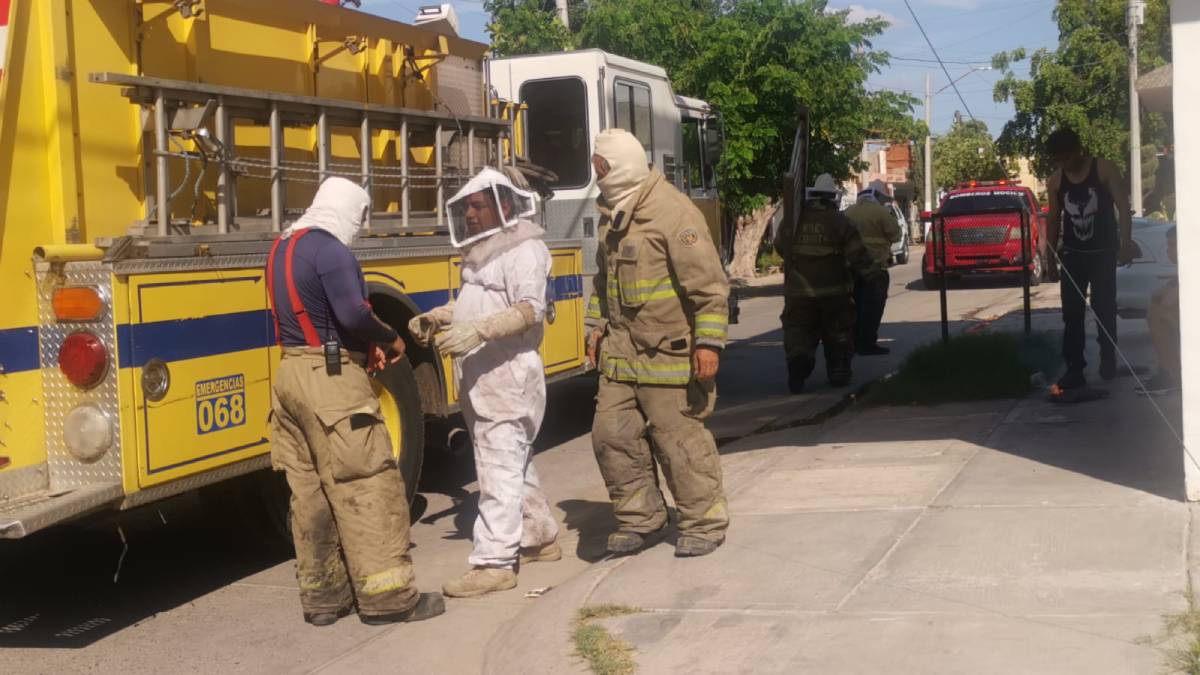 Tragedia: Muere el niño de 6 años que fue picado por más de 100 abejas en Los Mochis
