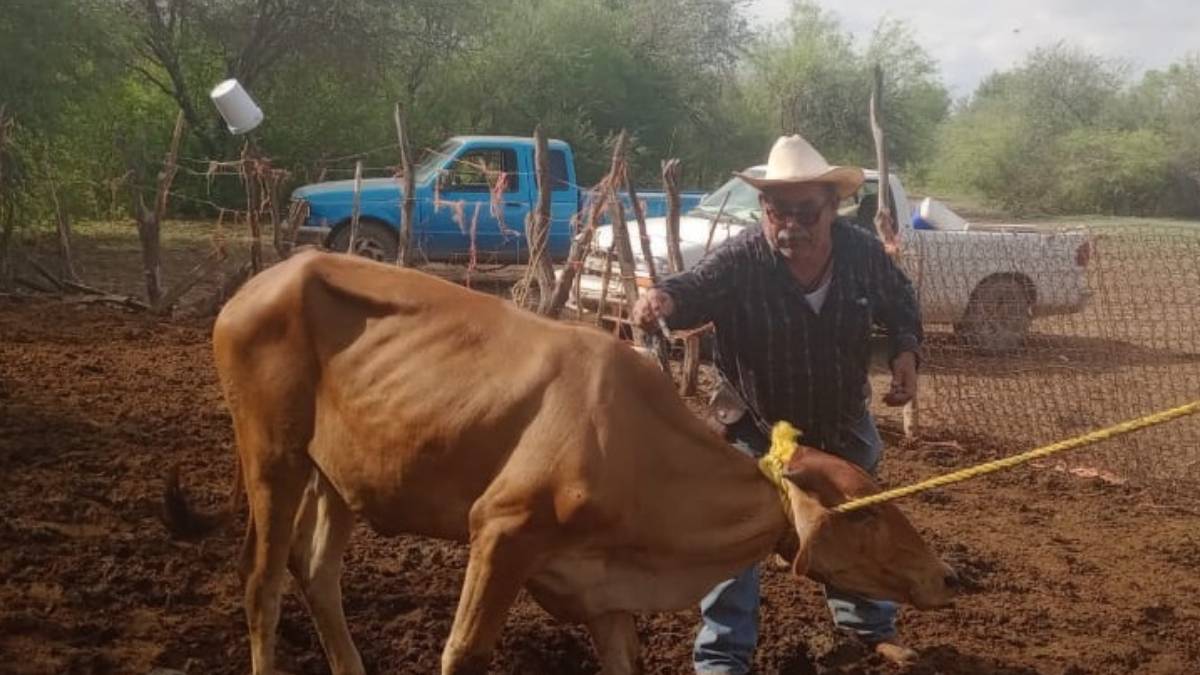 Emprenden campaña contra la brucelosis en El Fuerte; se está tiempo de corregir el problema