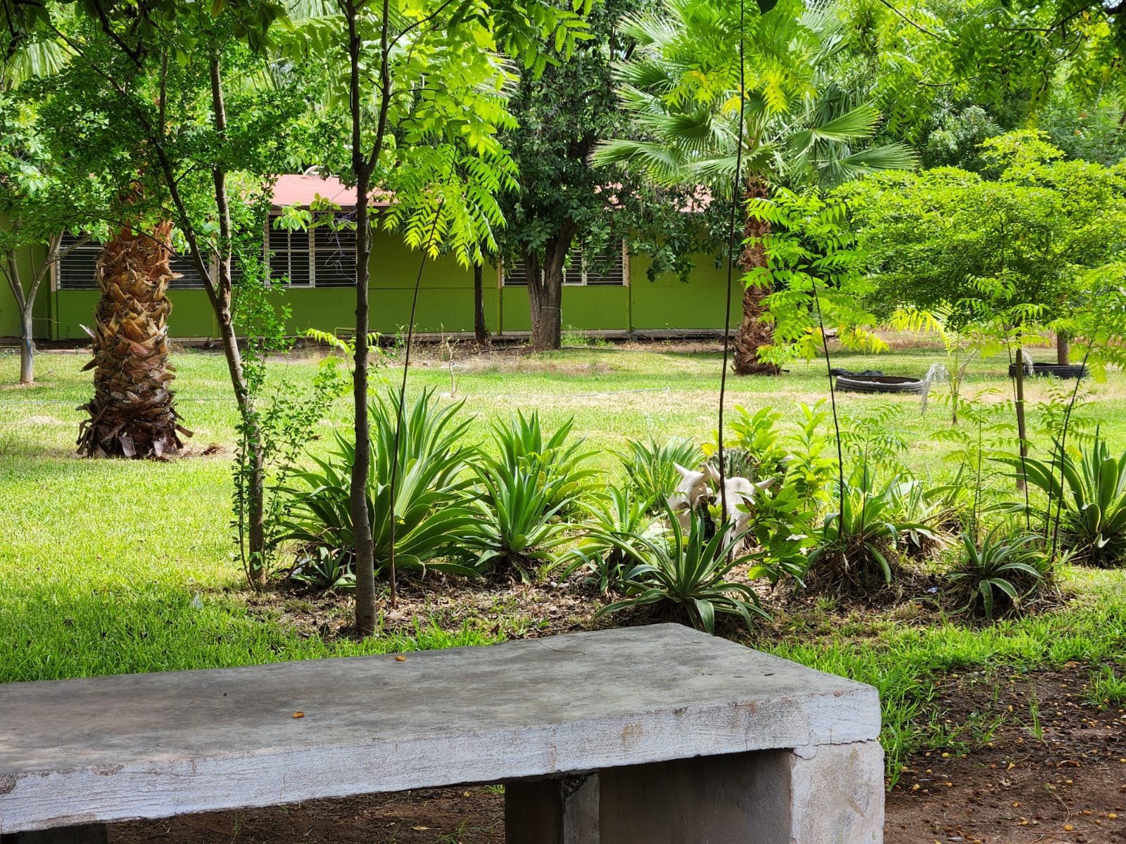 Conoce la Escuela Verde; dentro de ella hay 2 grados menos gracias a las plantas