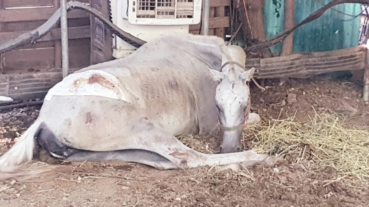 ¡Sus últimos días fueron felices! Fallece Esperanza, yegua rescatada en Guasave