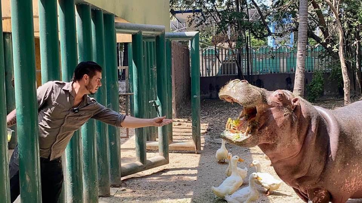 Fallece Kathie, la icónica hipopótama del Zoológico de Culiacán, a los 50 años