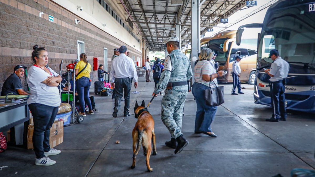 Con caninos olfateando equipaje, Guardia Nacional inicia operativo ‘Pasajero Seguro’ en Culiacán