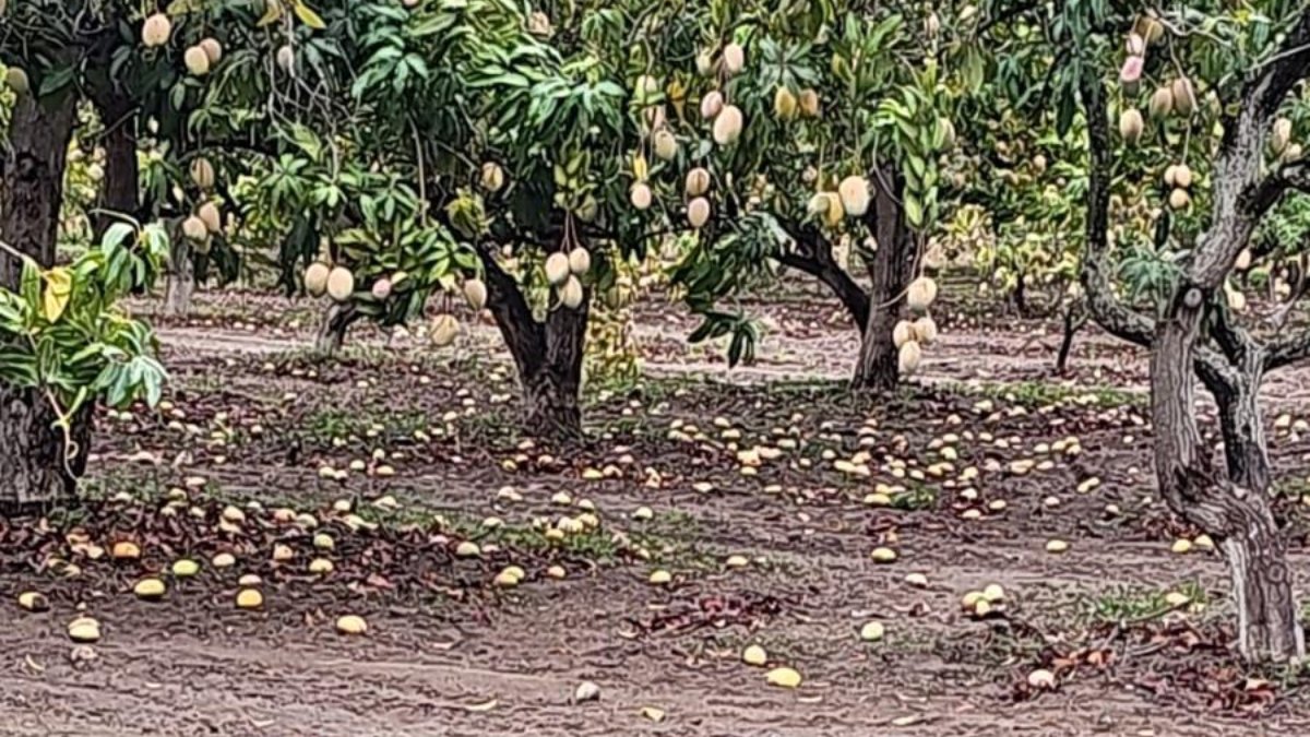 Fuertes vientos causan daños en huertos de mango en Ahome; productores realizan la valoración