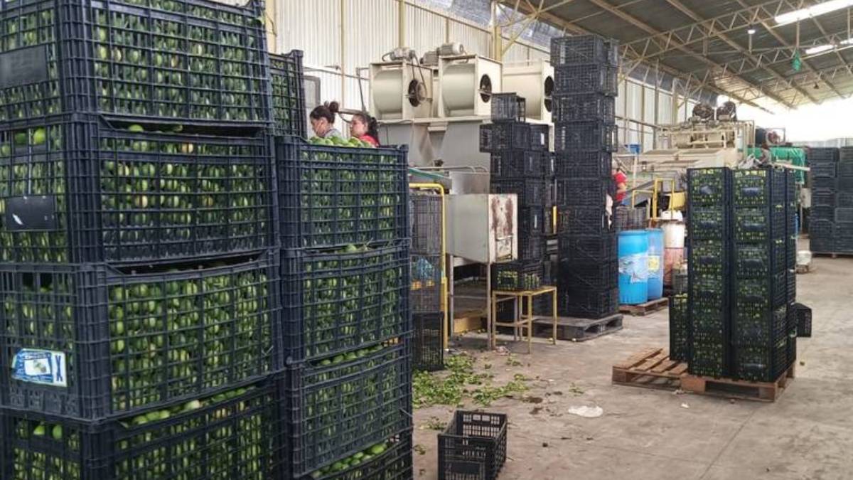 Gobernador de Michoacán asegura que el paro de corte y empaque de limón solo se mantiene en Apatzingán