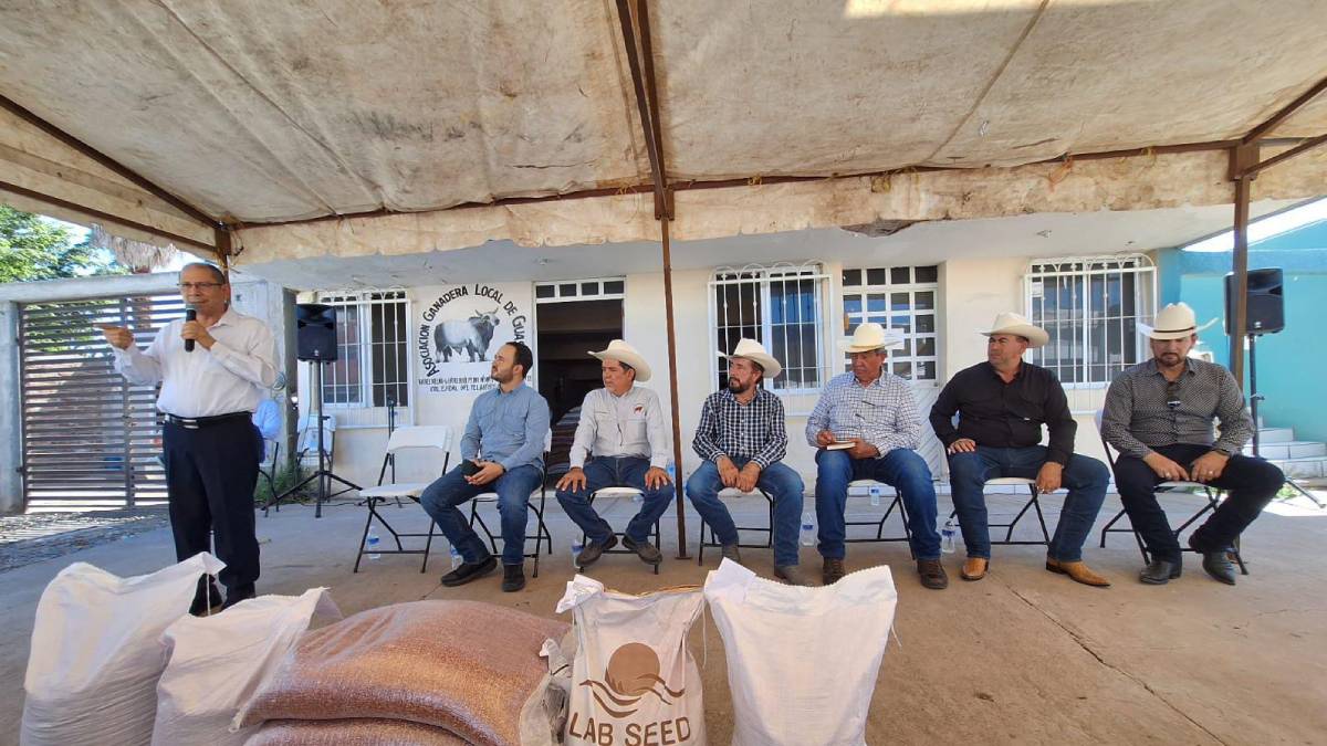 Llegan semillas de sorgo forrajero a productores pecuarios de Guasave
