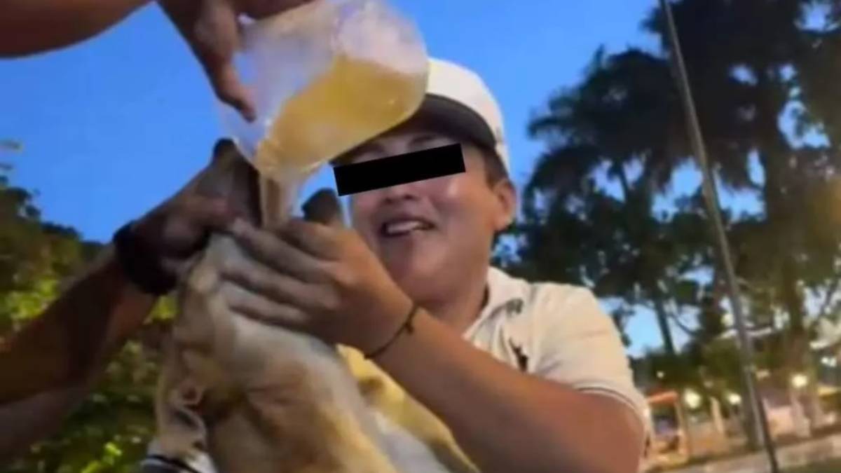 maltrato animal jovenes obligan a perrito goliath a beber whisky en yucatan