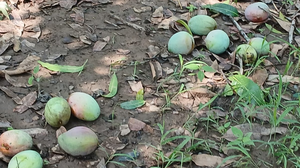 Mangueros del norte de Sinaloa ya no siente lo duro, sino lo tupido; piden alto al robo de la fruta