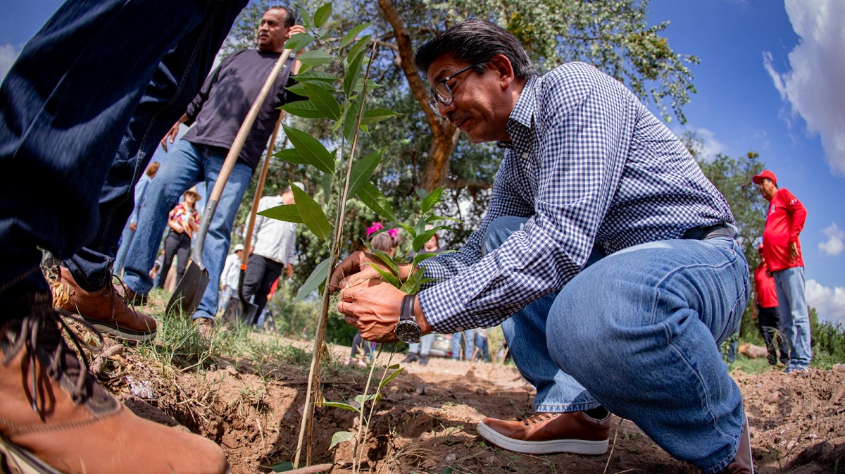 Álamos, sauces y macapules; forestan la ribera del río Sinaloa en Guasave