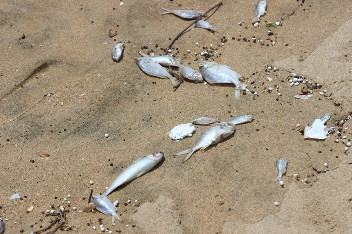 Sequía y residuos sólidos, la causa de mortandad de peces en Cerritos y Estero del Yugo: Ecología Mazatlán