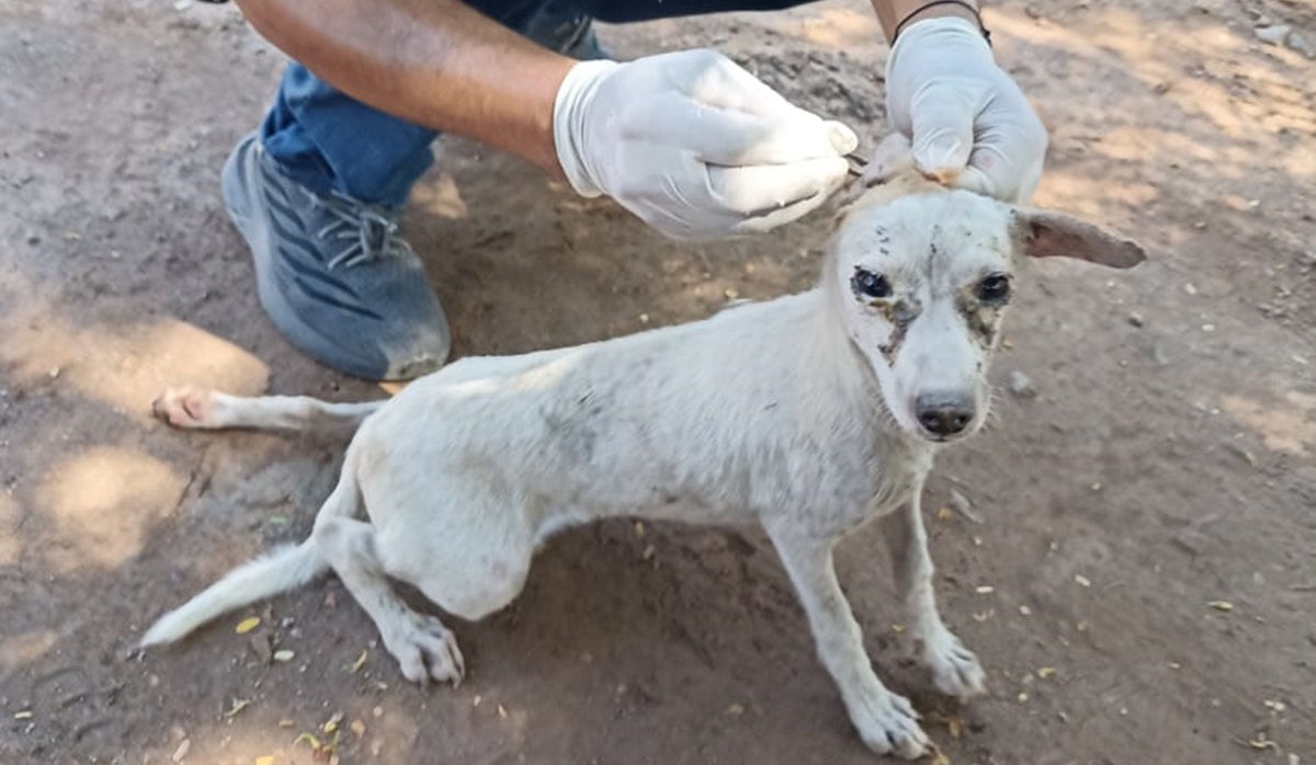 Rescata Salud en Ahome más de 20 perros de la calle en ejido Luis Echeverría Álvarez para prevenir rickettsia