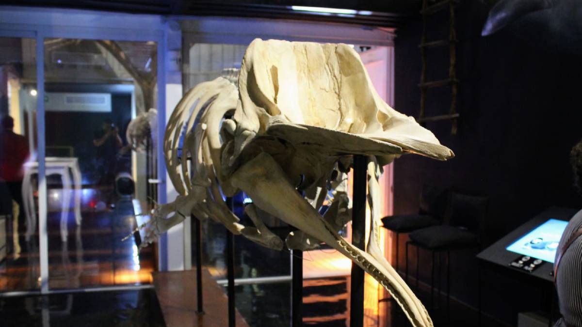 ¡Para todo México! Inauguran en Mazatlán MUNBA, único Museo Nacional para el estudio, conservación e investigación de ballenas