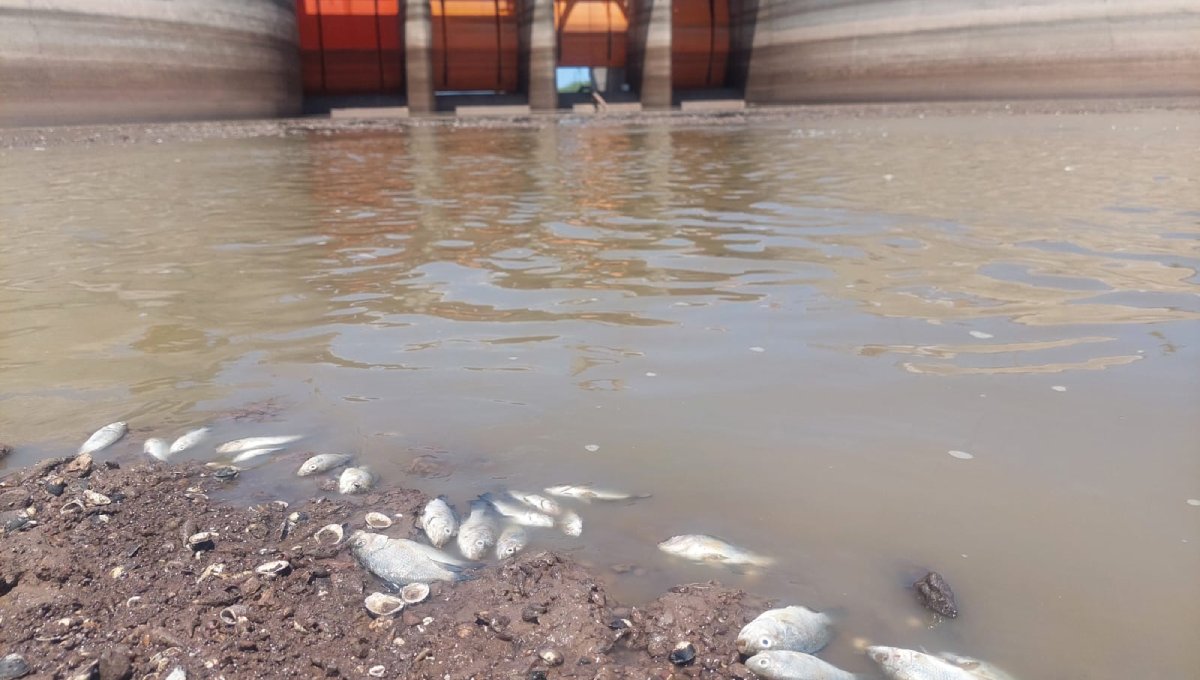 Se comienzan a registrar las primeras muertes de peces ante bajos niveles de agua en la presa Eustaquio Buelna