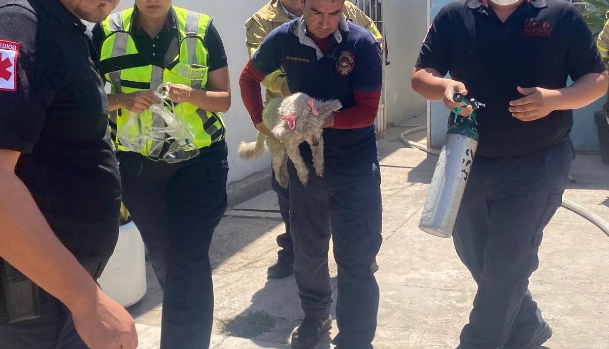 Reconocimiento a SUMMA y Bomberos de Ahome por el rescate de perrita intoxicada: Animalistas