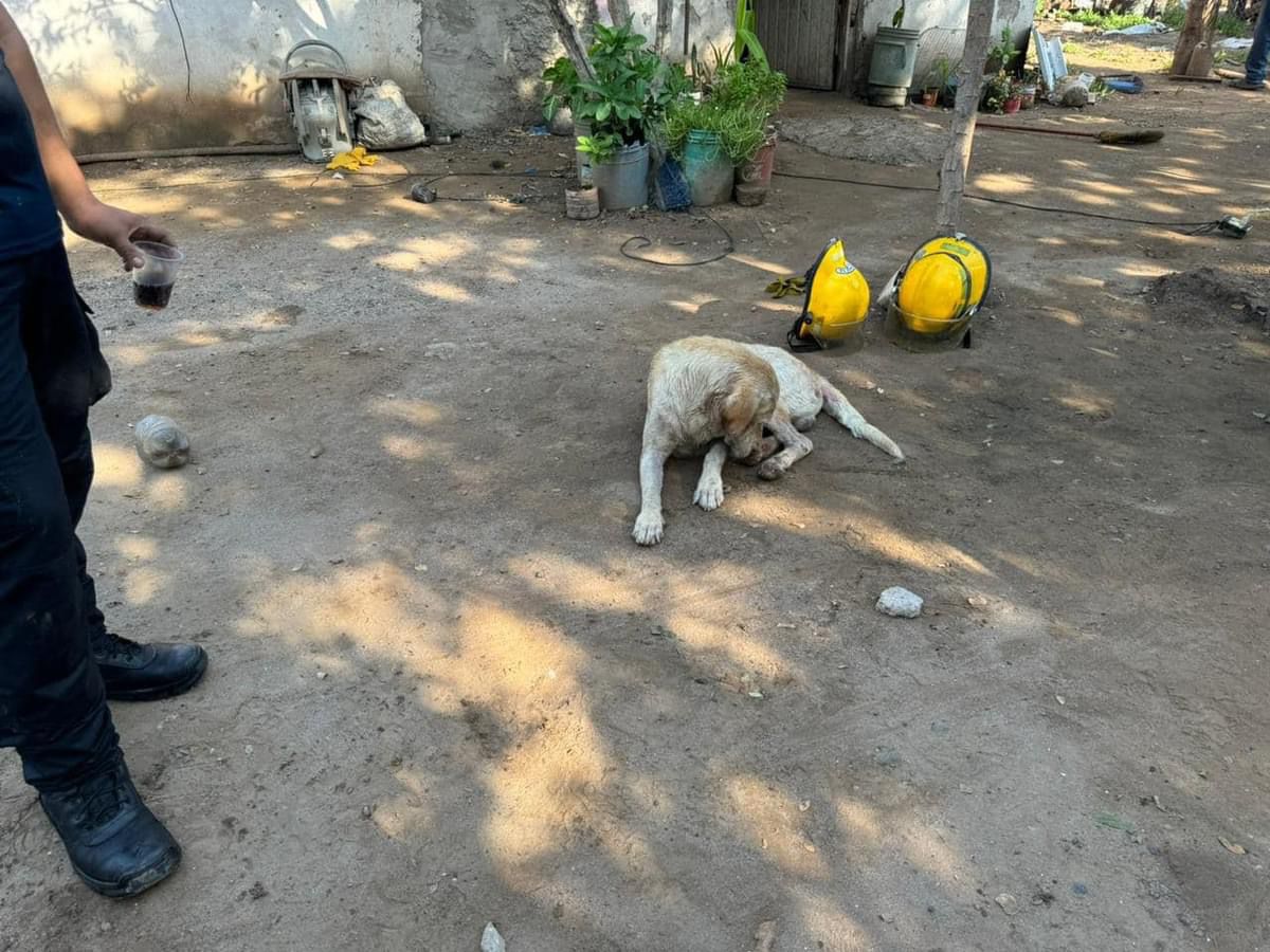 Tras caer a una noria de 25 metros, un perro es rescatado por Bomberos en Guasave