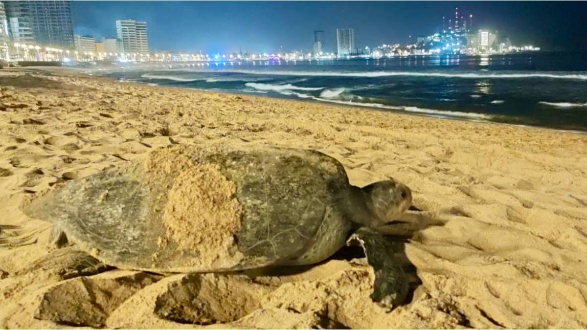 Quien visita Mazatlán quiere regresar, así lo hizo esta tortuga negra