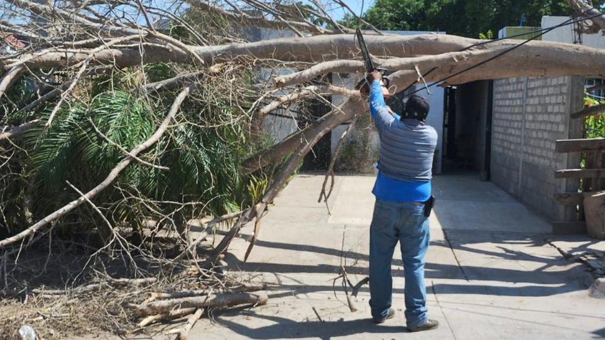 Fuertes vientos derribaron varios árboles en Los Mochis; Servicios Públicos ya realiza trabajos de limpieza