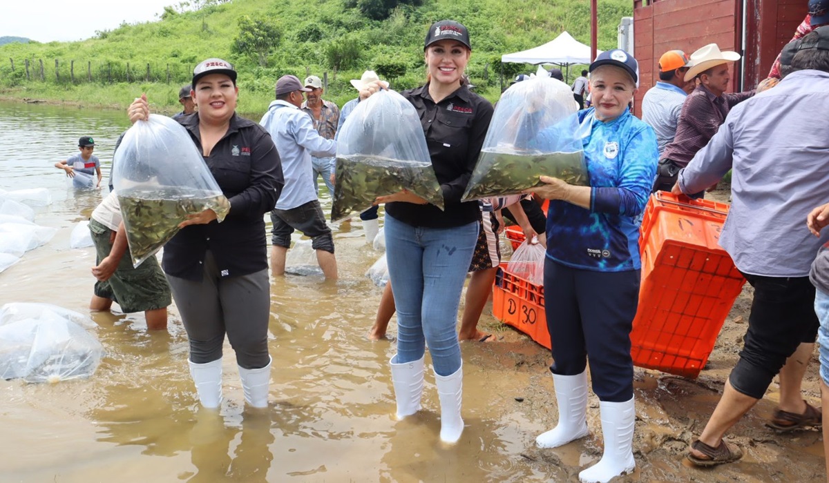 Siembran en presa Picachos 2 millones de alevines con el programa de repoblamiento de la SPyA