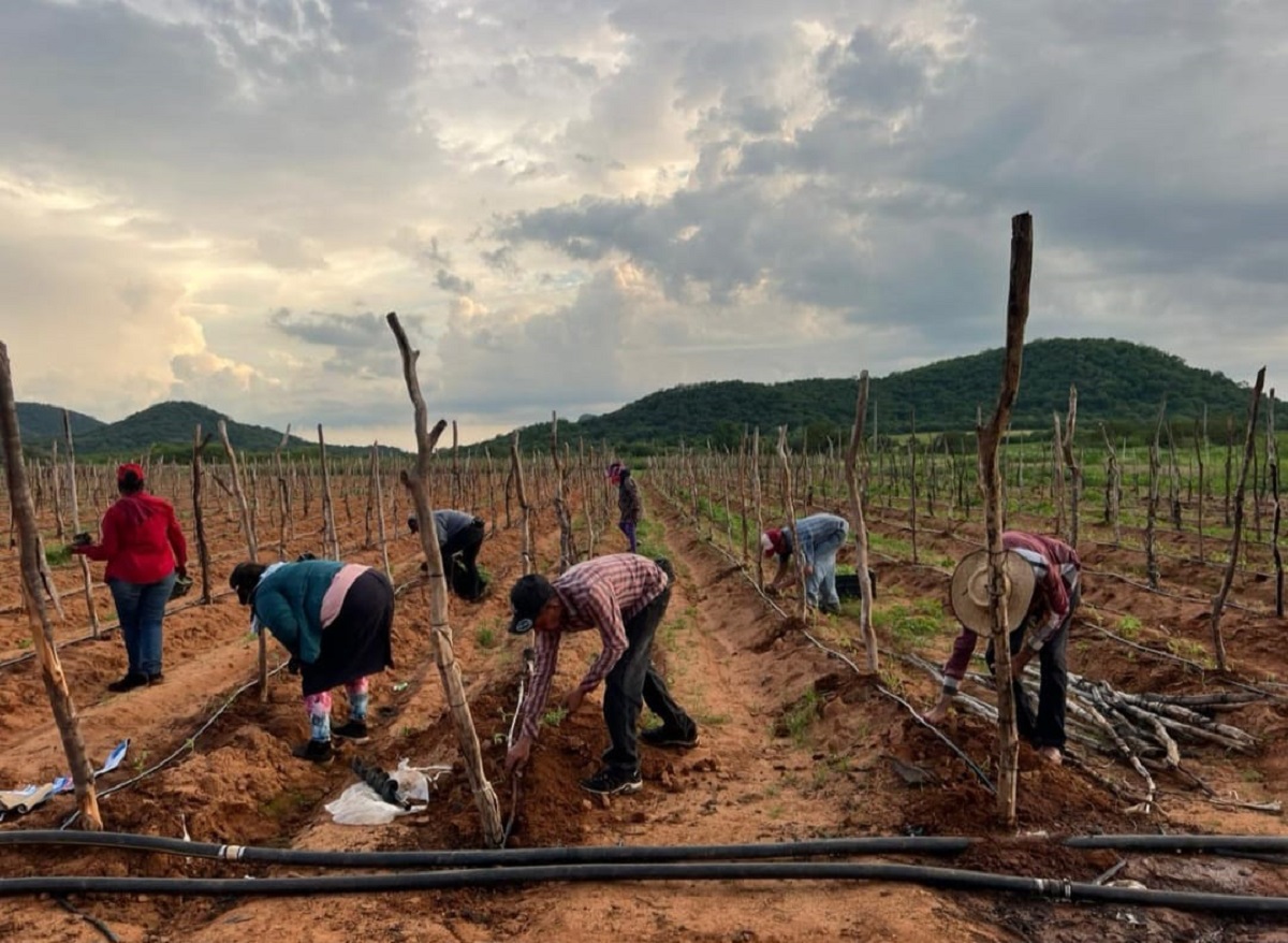 Con fe, horticultores de Mocorito inician el trasplante de tomate a campo; esperan buenas cosechas y precios