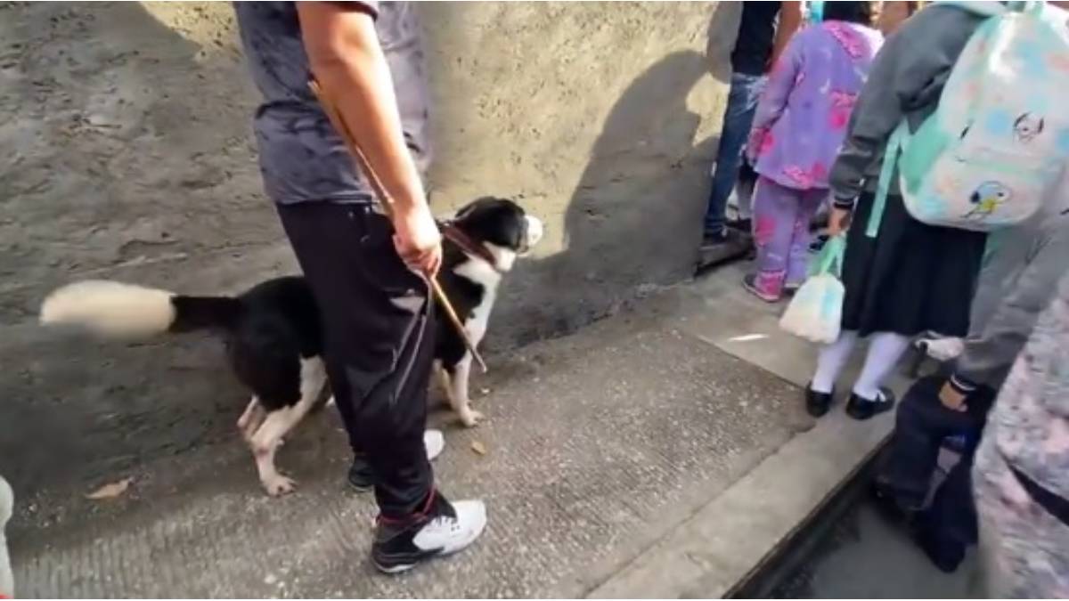 VIDEO ¡Ellos sienten! Perrito llora tras ver a su amiguita entrar la escuela en Puebla