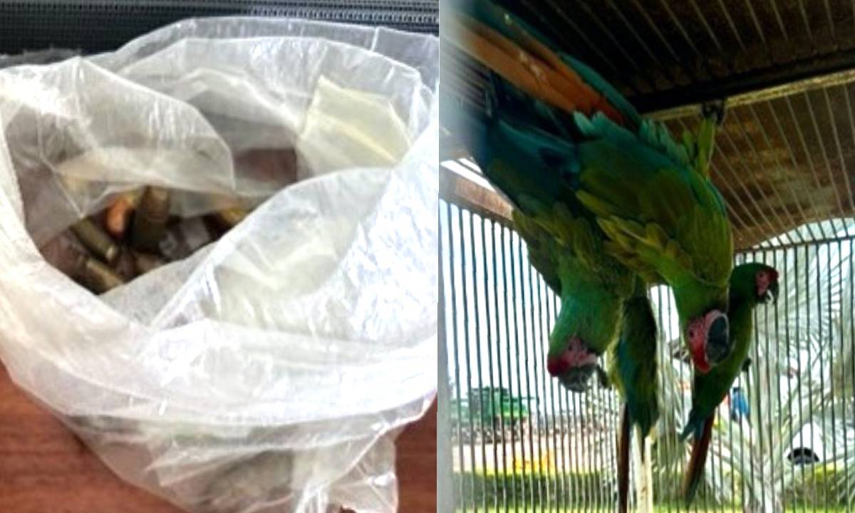 En Ahome; Rodolfo “G” es vinculado a proceso por los delitos de posesión de armas de fuego, droga y animales