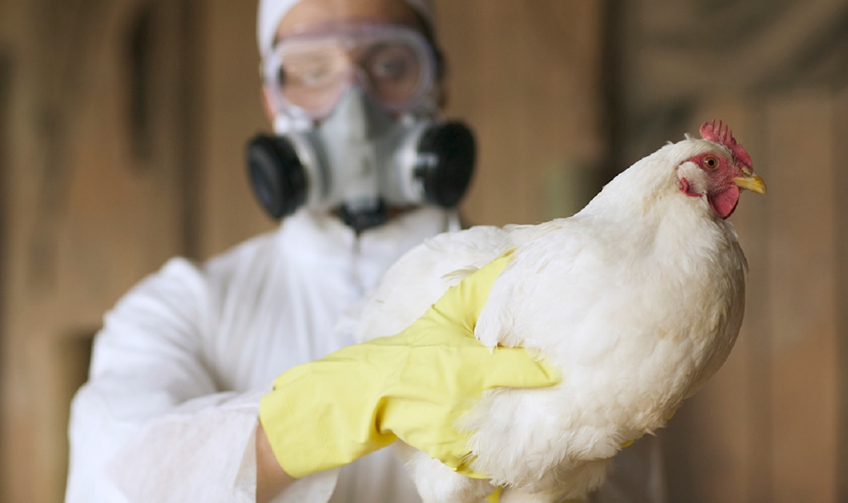 Alerta por contagio de virus H5 de gripe aviar en humanos en Estados Unidos