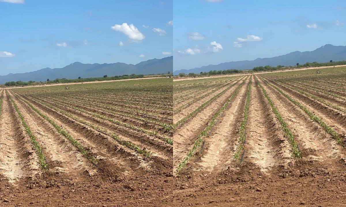 Denuncian presunto uso de agua de riego para hortalizas en El Carrizo a pesar de no haber asignaciones