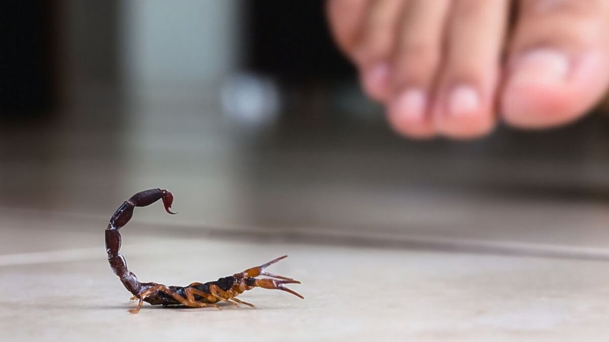 Por temporada de lluvias se registra proliferación de animales ponzoñosos, advierte Protección Civil