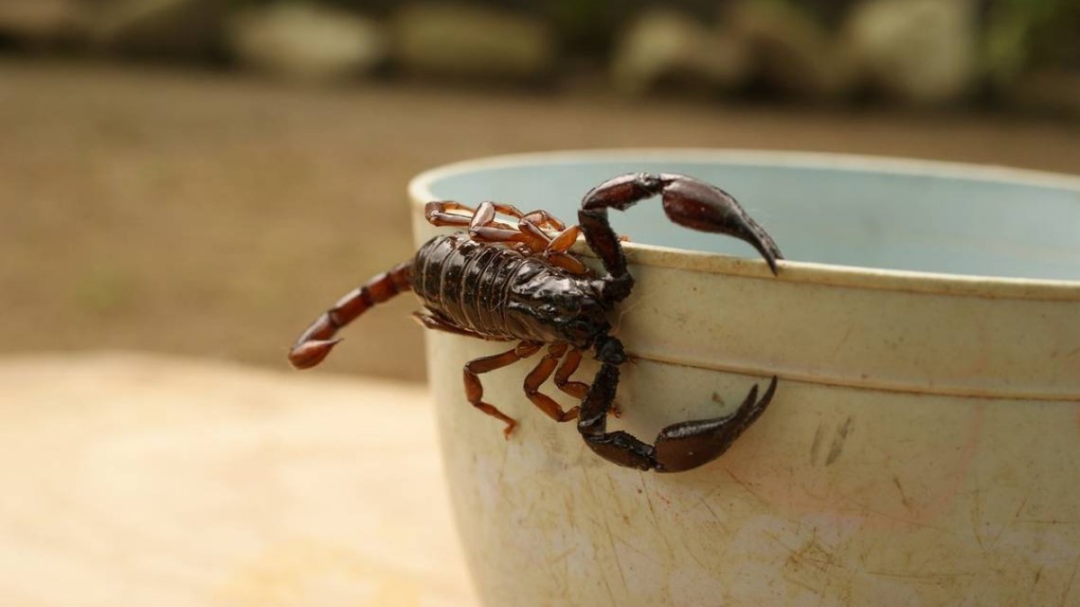 Sinaloa acumula más de 6 mil picaduras de animales ponzoñosos en 2026; alacranes encabezan los casos