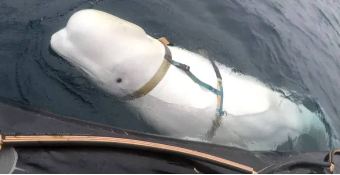 Muere en Noruega la famosa ballena Hvaldimir, conocida como la “espía rusa” con arnés