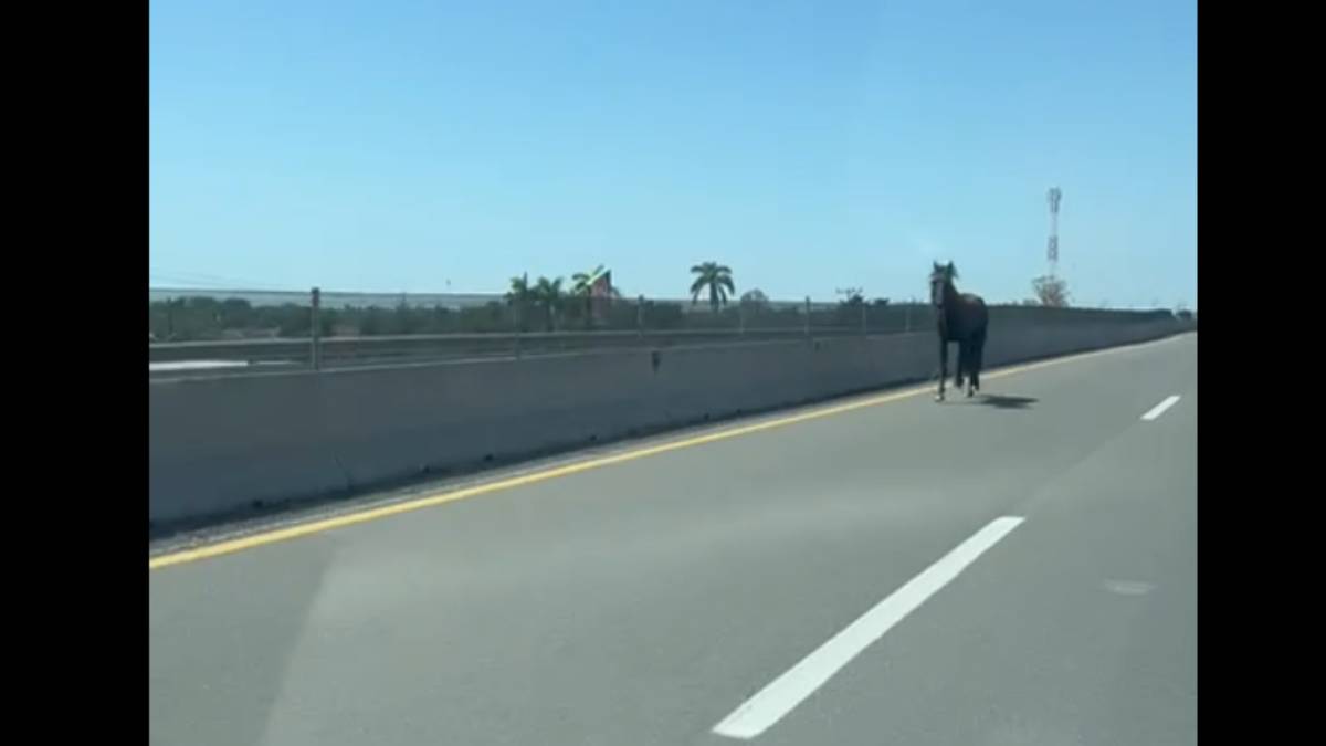 VIDEO: Graban a caballo desbocado sobre la México 15, en Juan José Ríos
