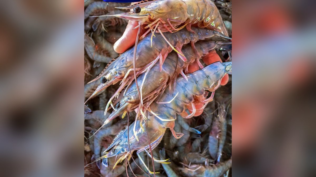 Ribereños del centro norte de Sinaloa sin tener fecha todavía cuándo podrán levantar la veda del camarón