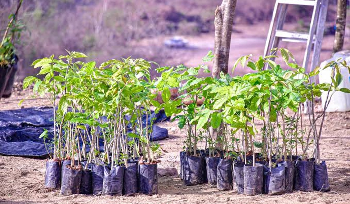 Donarán al Ayuntamiento de Mazatlán más de 43 mil plantas regionales para reforestar el basurón