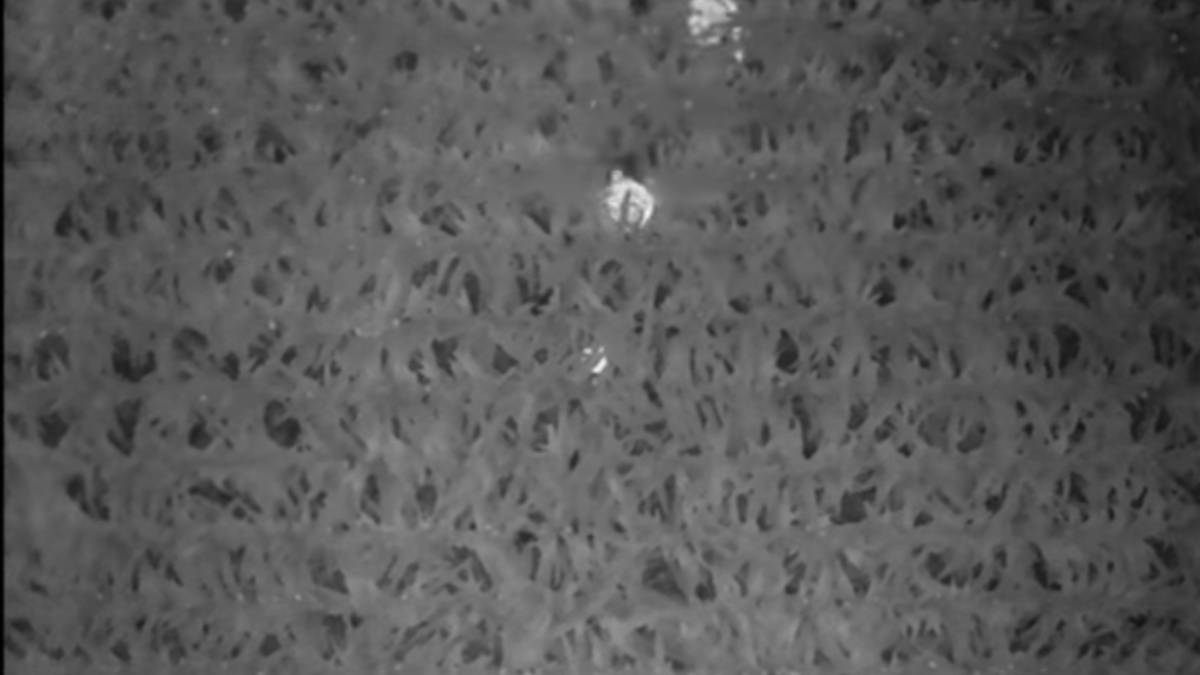 VIDEO: Rescatan a niño de 3 años en campo de maíz gracias a drones con tecnología térmica