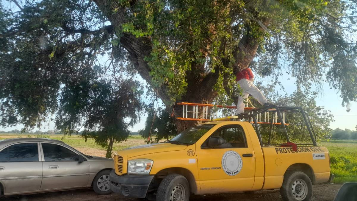 Cuatro personas han muerto por ataques de abejas en Guasave en lo que va de la temporada: PC