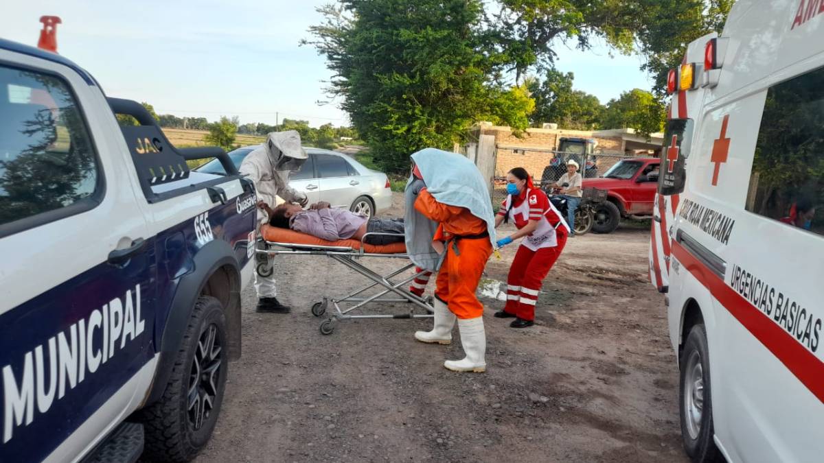 Adulto mayor resulta lesionado al ser picado por abejas en Guasave