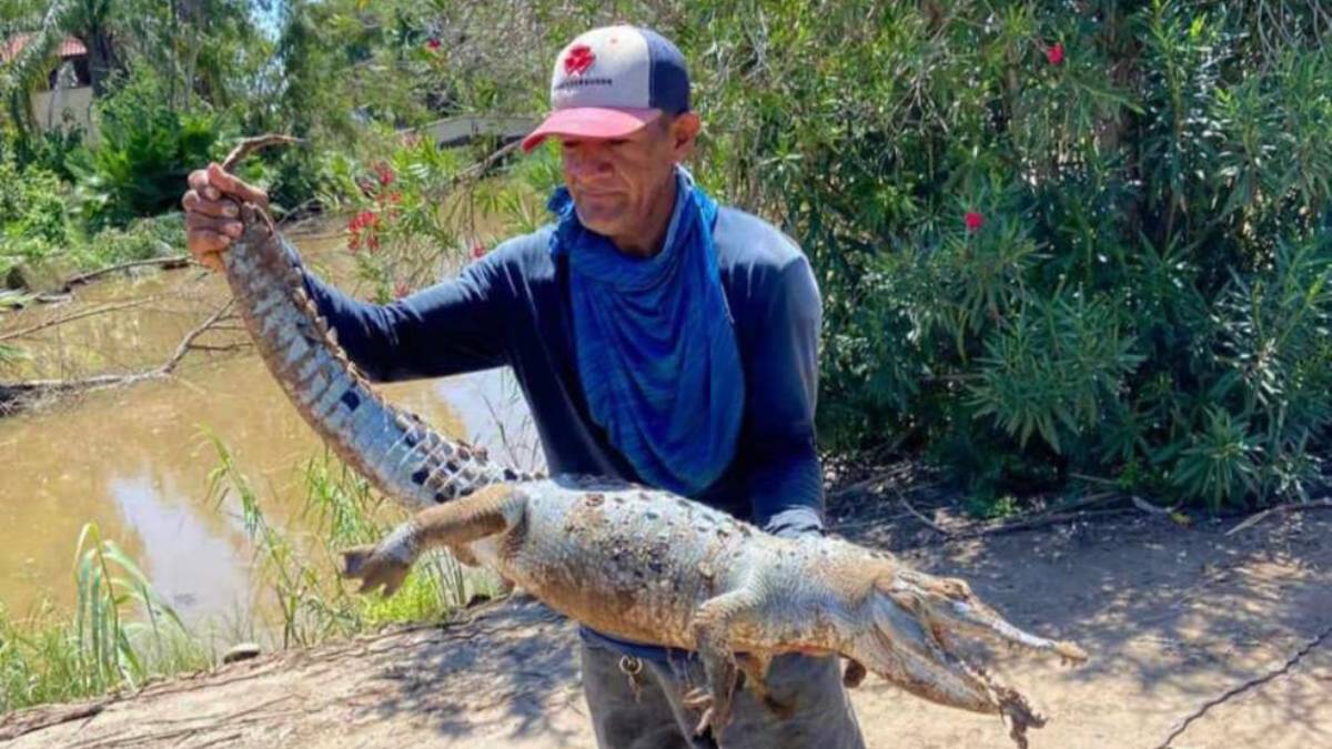 Enredado en una tela y sin vida, habitantes de casa blanca encuentra un cocodrilo en el Río Sinaloa