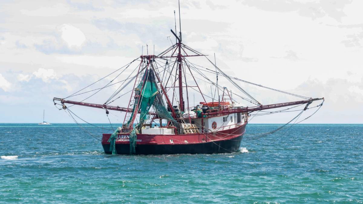 Inician capturas de camarón en el Golfo de México y Mar Caribe 2024-2025; Conapesca da el banderazo
