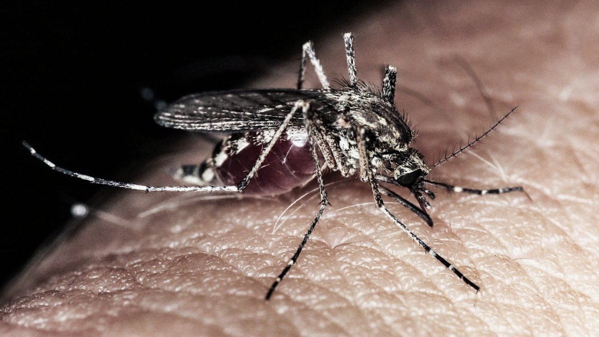 Se disparan casos de dengue en Guasave, Sinaloa; suman 45 positivos y 110 sospechosos informan las autoridades