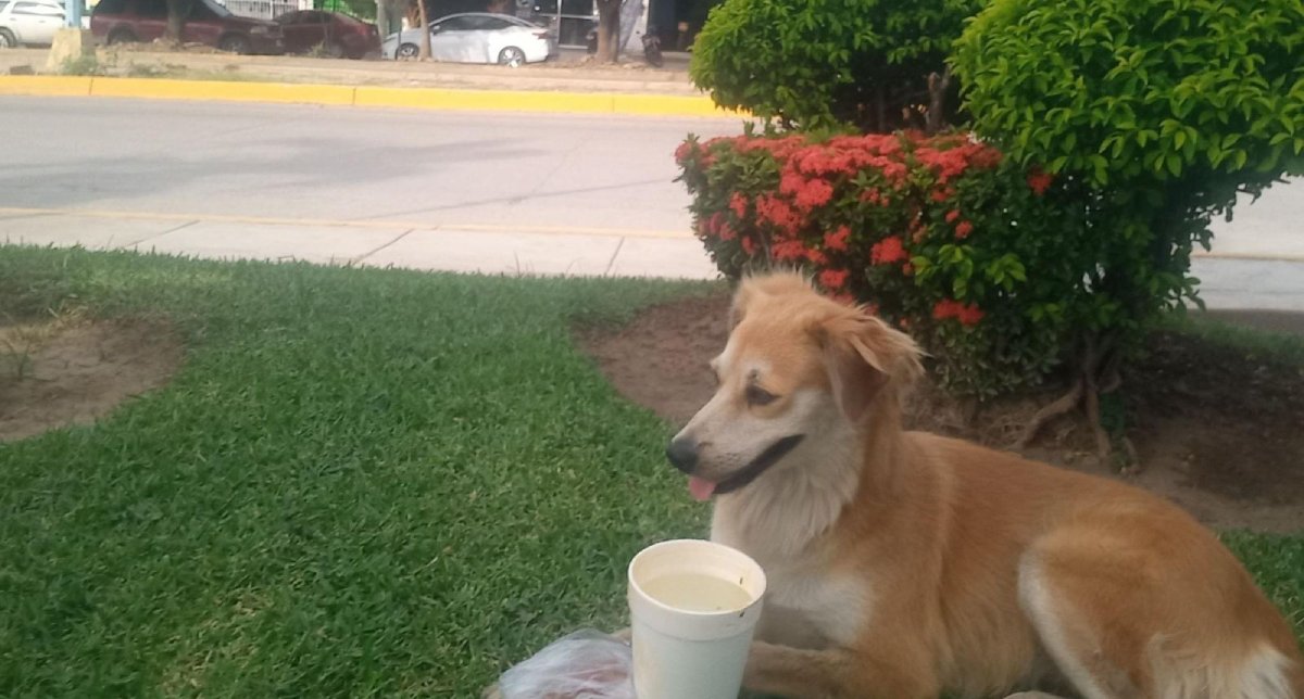 Nadie le avisó; perrito vuelve diariamente a gasolinera cerrada en Mazatlán
