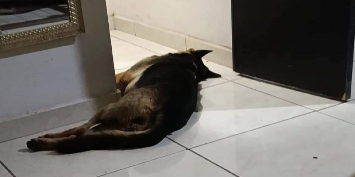 ¡Inhumano! Denuncian envenenamiento masivo de perros en Fundadores, en Guasave