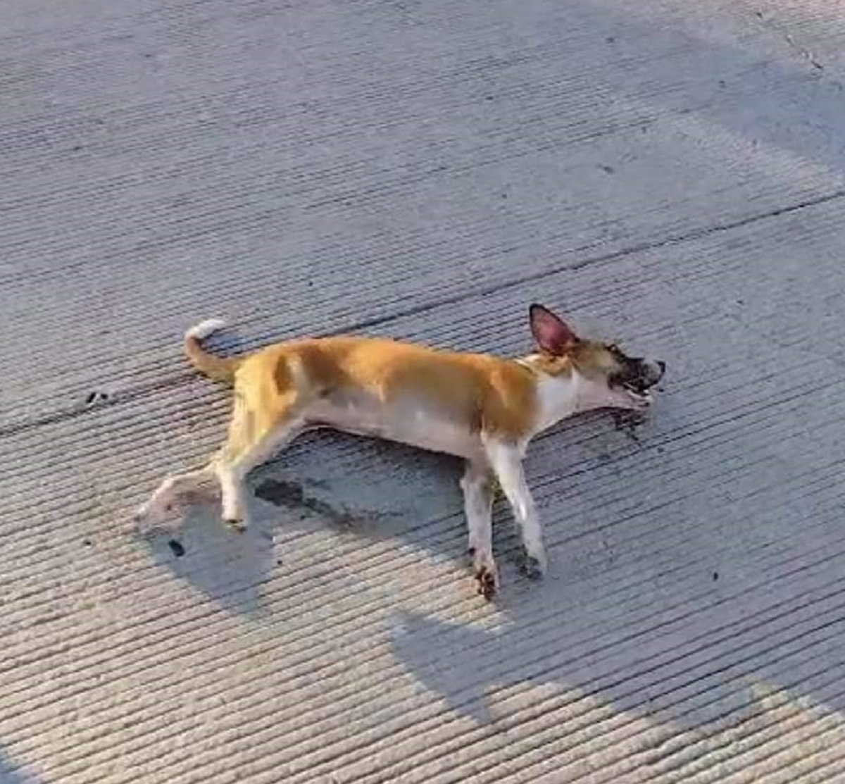 Se reportan al menos 15 envenenamientos de animales al mes en Guamúchil