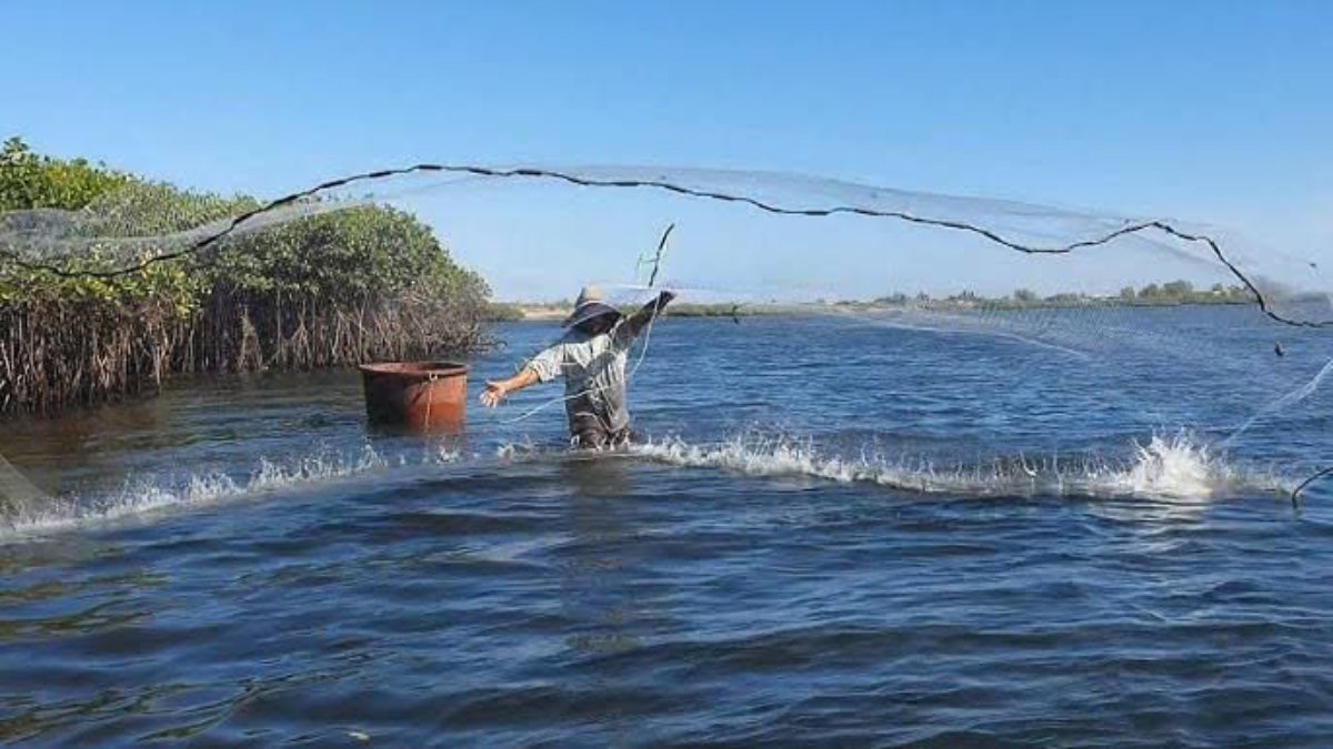 Listo el sur para iniciar pesca de camarón este 02 y 15 de octubre en Mazatlán y Rosario