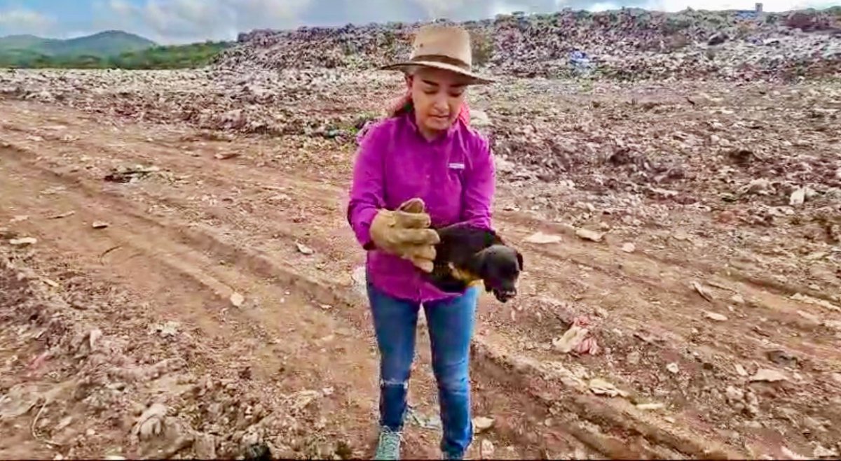 Tenían garrapatas y hasta sarna, rescatan siete perritos del Basurón municipal de Mazatlán