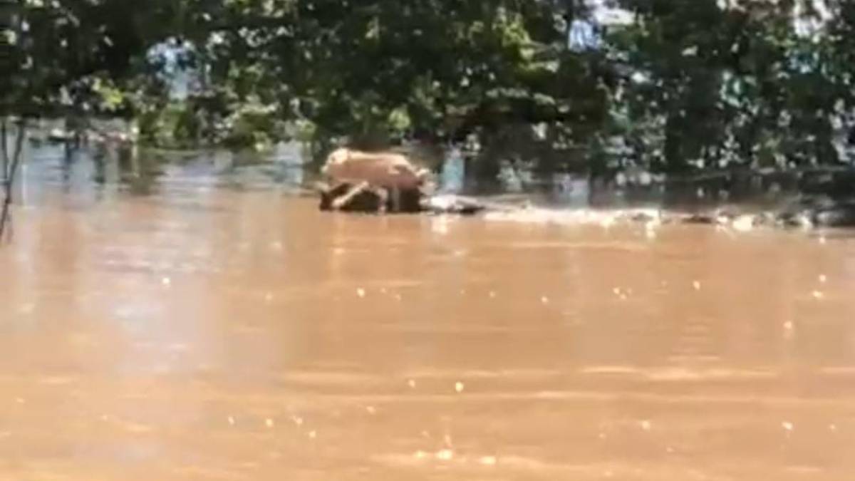 Rey Ernesto y Orlando Espinoza, los héroes que rescataron tres cachorritos arrastrados por el río en La Brecha