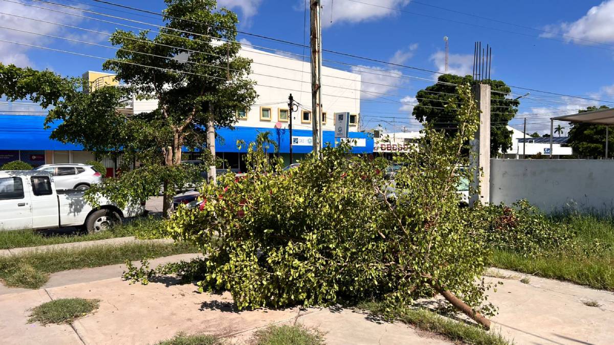 ¿Y el árbol apá? CFE realiza trabajos en cableado, cortan las ramas, pero no limpian el lugar en sector Centro