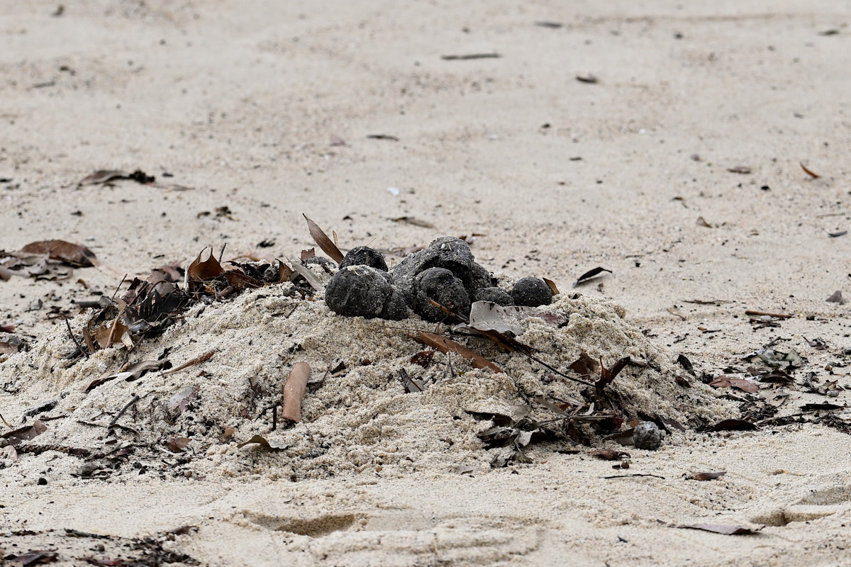 Video | Aparecen misteriosas bolas negras en las playas de Sidney ¿Qué son?