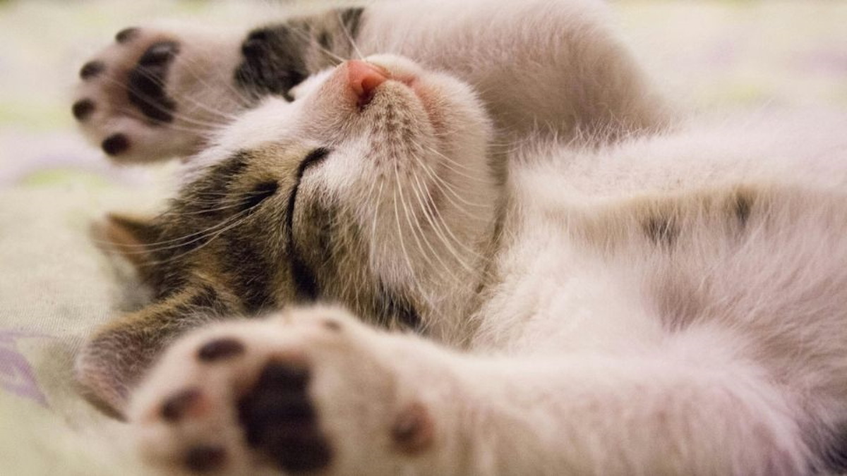 Día Internacional del Gato | Celebración y amor por nuestras mascotas