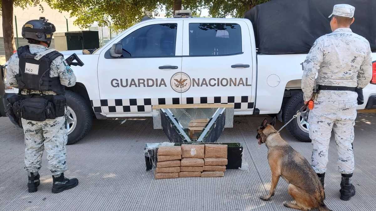 Perro policía detecta 13 kilos de “cristal” en empresa de paquetería y mensajería de Culiacán