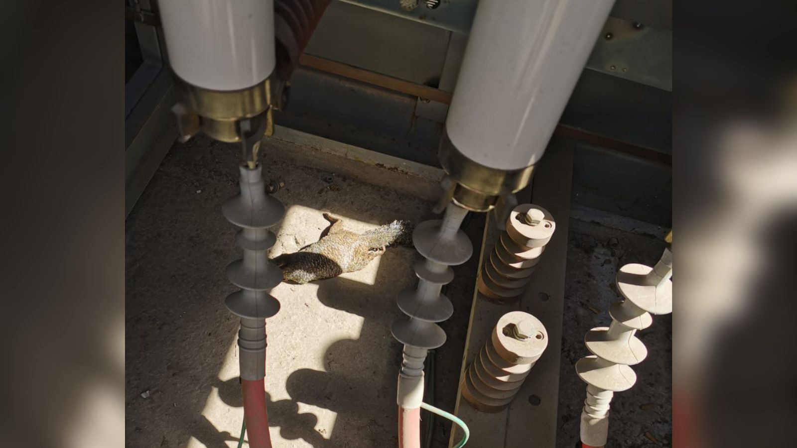 Una ardilla ocasiona corto circuito en planta potabilizadora y deja sin servicio de agua a media ciudad de Los Mochis