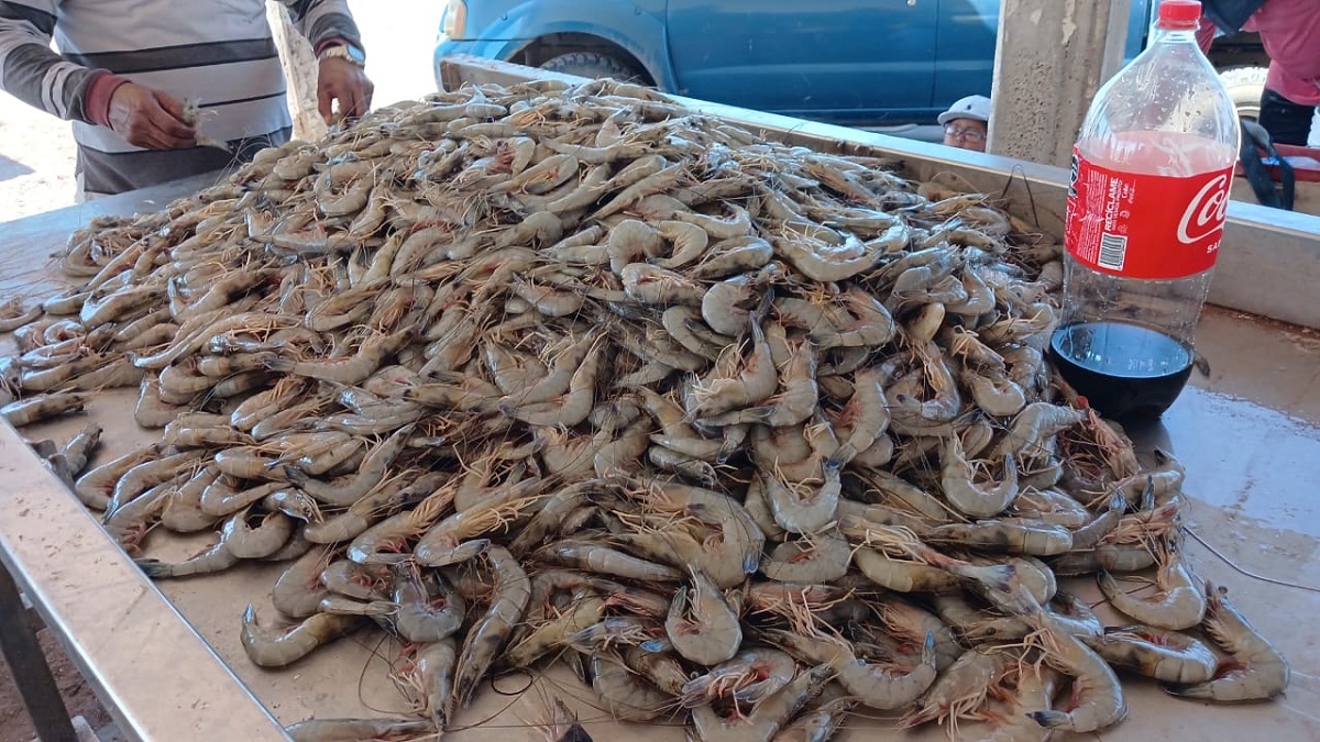 Pangas en la bahía de Topolobampo capturan hasta 80 kilos de camarón en las primeras horas